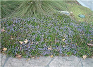 Scaevola 'Mauve Clusters'