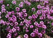 Verbena peruviana