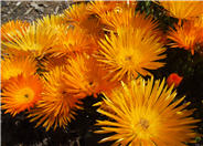 Lampranthus aurantiacus