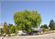 Acer saccharinum