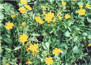 Coreopsis auriculata 'Nana'