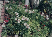 Alstroemeria ligtu hybrids