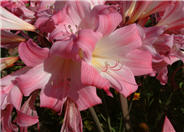 Amaryllis belladonna