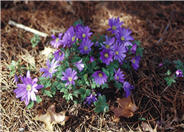 Anemone blanda