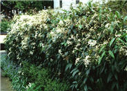 Clematis armandii