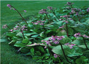 Bergenia hybrids