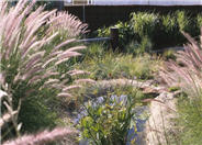 Pennisetum alopecuroides