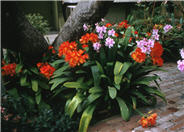 Clivia miniata