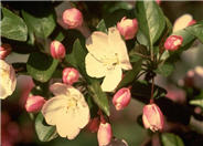 Malus hupehensis