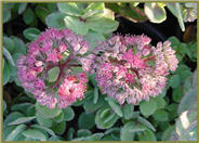 Sedum 'Autumn Joy'