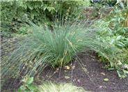 Juncus patens