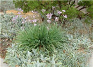 Tulbaghia violacea