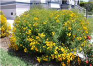 Tagetes lemmonii