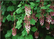 Ribes sanguineum glutinosum