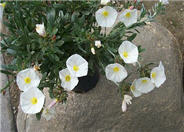 Convolvulus cneorum