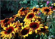 Rudbeckia fulgida