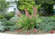 Watsonia pillansii