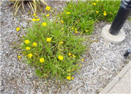 Coreopsis grandilfora 'Goldfink'