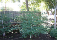 Sequoia sempervirens 'Aptos Blue'