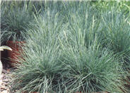 Festuca glauca 'Elija Blue'