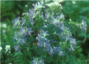 Polemonium caeruleum 'Brise d'Anjou'