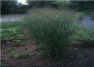 Panicum virgatum 'Heavy Metal'