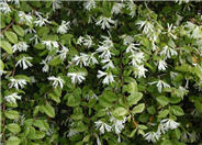 Loropetalum chinese