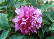 Paeonia 'Purple Kudzu Scarf