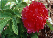 Paeonia 'Fire to Make Immortality