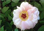 Paeonia 'Goddess of Mt. E Mei