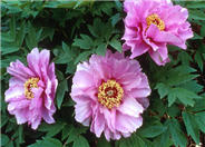 Paeonia  'Lotus-Like