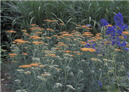 Achillea millefolium 'Terra Cotta''