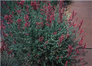 Agastache rupestris