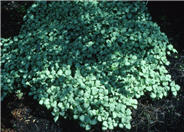 Lamium maculatum 'White Nancy'