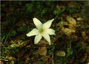 Zephranthes atamasco