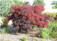 Cotinus coggygria 'Purpureus'