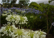 Agapanthus 'White'