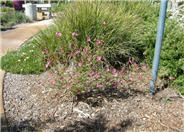 Callirhoe involucrata