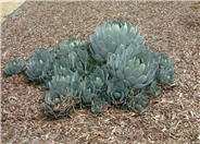 Agave parryi v. huachucensis