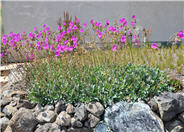 Cistanthe grandiflora 'Jazz Time'