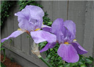 Iris bearded 'Breakers'