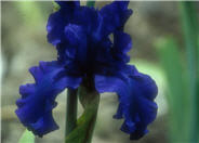 Iris bearded 'Dusky Challenger'