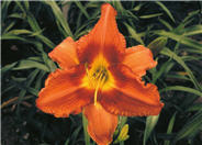 Hemerocallis 'Gingerbread Man'