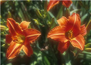 Hemerocallis 'Lady Lucille'