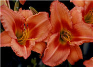 Hemerocallis 'Lee Bea Orange Crush'