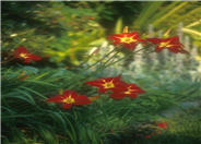 Hemerocallis 'Rojo Alto'