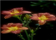 Hemerocallis 'Terra Cotta Baby'