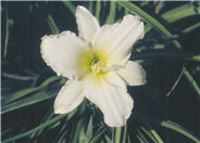 Hemerocallis 'Lady Elizabeth'