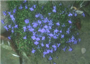 Lobelia erinus