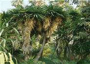 Yucca aloifolia